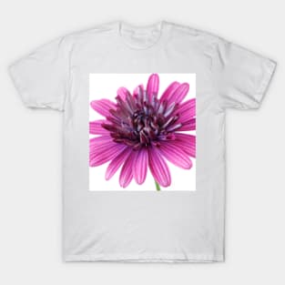 Osteospermum  Flower Power Double Series  Double berry purple T-Shirt